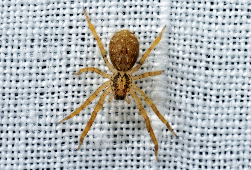 Zoropsis spinimana - Toano (RE)
